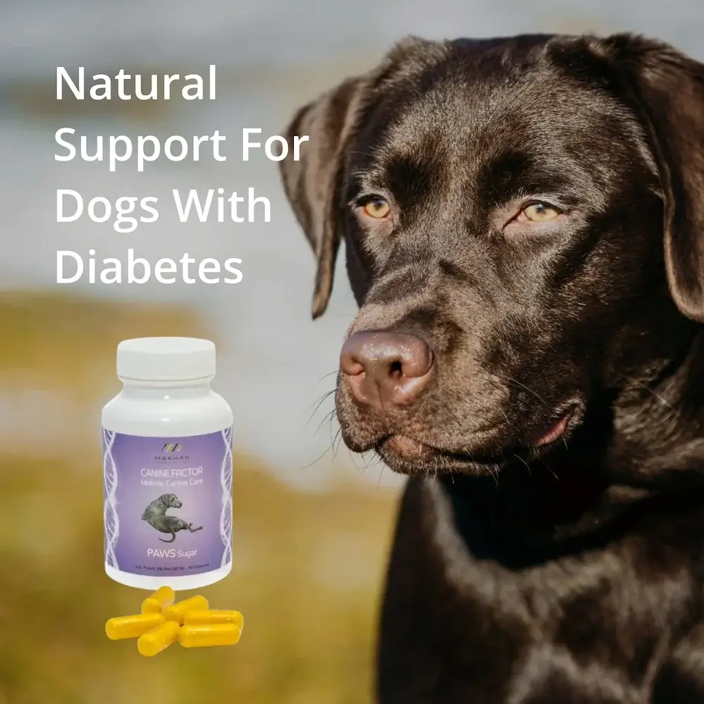 Support dog fashion for diabetes